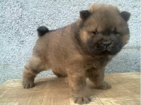 Yorkshire Terrier καθαροαιμα κουταβια Αθηνα-Κρητη-Νησια 6979314054...